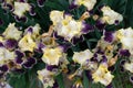 Close-up of a flower of bearded iris Iris germanica with rain drops . Yellow and violet iris flowers are growing in a garden Royalty Free Stock Photo