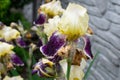 Close-up of a flower of bearded iris Iris germanica with rain drops . Yellow and violet iris flowers are growing in a garden Royalty Free Stock Photo