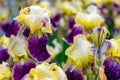 Close-up of a flower of bearded iris Iris germanica with rain drops . Yellow and violet iris flowers are growing in a garden Royalty Free Stock Photo