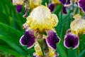 Close-up of a flower of bearded iris Iris germanica with rain drops . Yellow and violet iris flowers are growing in a garden Royalty Free Stock Photo