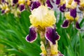 Close-up of a flower of bearded iris Iris germanica with rain drops . Yellow and violet iris flowers are growing in a garden Royalty Free Stock Photo