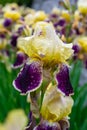 Close-up of a flower of bearded iris Iris germanica with rain drops . Yellow and violet iris flowers are growing in a garden Royalty Free Stock Photo