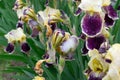 Close-up of a flower of bearded iris Iris germanica with rain drops . Yellow and violet iris flowers are growing in a garden Royalty Free Stock Photo