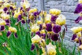 Close-up of a flower of bearded iris Iris germanica with rain drops . Yellow and violet iris flowers are growing in a garden Royalty Free Stock Photo