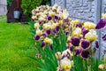 Close-up of a flower of bearded iris Iris germanica with rain drops . Yellow and violet iris flowers are growing in a garden Royalty Free Stock Photo