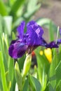 Close-up of a flower of bearded iris with rain drops on blurred green natural background. Purple iris flower are growing in a Royalty Free Stock Photo