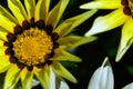 A close-up photo of a beautiful bright garden gazania flower Gazania linearis.