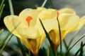 A close-up photo of a beautiful garden crocus flower Iridaceae family. Shallow depth of field.