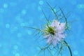 A close-up photo of a Nigella flower (Nigella damascena), also known as Love-in-a-mist. Glittering blue background Royalty Free Stock Photo