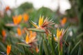 Close up of flower Bird of paradise Strelitzia Reginae blossom in botanical garden Royalty Free Stock Photo