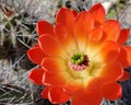 Close up of a flower blooming on a scarlet hedgehog cactus in Las Vegas, Nevada