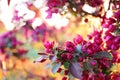 Close Up on Flower Blossoms of Profusion Crabapple Tree in Spring