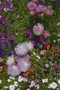 Flower border with colouful flowering Callistephus chinensis Star Pastel mix