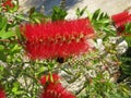 A close up of a flower in a bottle bush tree Royalty Free Stock Photo