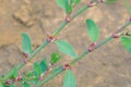 Polygonum aviculare Royalty Free Stock Photo