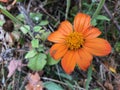 Close-up on Flower with Bright Orange Petals Royalty Free Stock Photo