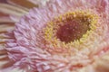 Close up flower brilliant gerbera