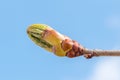 Close-up on flower bud of blossoming horse chestnut