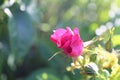 Close Up on Flower Bud of Pink William Baffin Rose