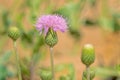 serratula centauroides Royalty Free Stock Photo