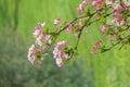 Malus micromalus Royalty Free Stock Photo