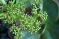 Close Up of Flower Buds on a Noble Aeonium Cactus