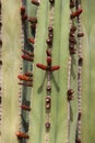 Close up of flower buds on a Saguaro Cacti in the desert of Arizona Royalty Free Stock Photo