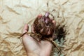 Close-up of a flower bulb with a sprouting purple lily in hands for planting Royalty Free Stock Photo