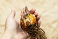 Close-up of a flower bulb with a sprouting purple lily in hands for planting Royalty Free Stock Photo