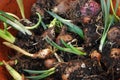 Close up of flower bulbs with shoots