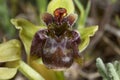 The close-up of a flower of the bumblebee orchid