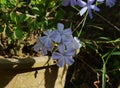 Close up of a flower bunch of Cape Leadwort (Plumbago Auriculata) plant Royalty Free Stock Photo