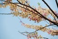 Cassia Bakeriana background blue sky