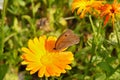 Close up flower with butterfly on it Royalty Free Stock Photo