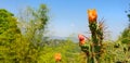 Close up flower of cactus on blue sky and mountain background. Royalty Free Stock Photo