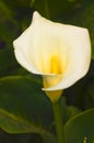 Close-up of flower of calla lily in a garden in Kibbutz Kfar Glikson, northwest Israel. Royalty Free Stock Photo