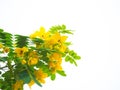 Close up flower of Cassod tree or Senna siamea on white background