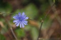 Close-up of the flower of Cichorium endive plant. Blurred background