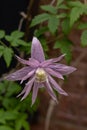 Purple flower of clematis alpina in bloom