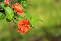 Common Flowering Quince