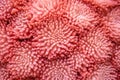 close-up of flower coral texture