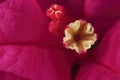 Close-up flower core