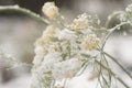 Close up of flower covered with ice and snow Royalty Free Stock Photo