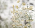 Close up of flower covered with ice and snow Royalty Free Stock Photo