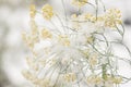 Close up of flower covered with ice and snow Royalty Free Stock Photo