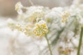 Close up of flower covered with ice and snow Royalty Free Stock Photo