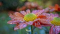 close up of flower covered with waterdrops after rain