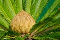 Cycas revoluta Royalty Free Stock Photo