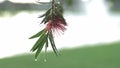 Close up flower drop water, slow motion flower, nature landscape after a day raining / toma cercana de flor, gotas de agua