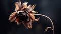 A close up of a flower that is dying and falling apart, AI